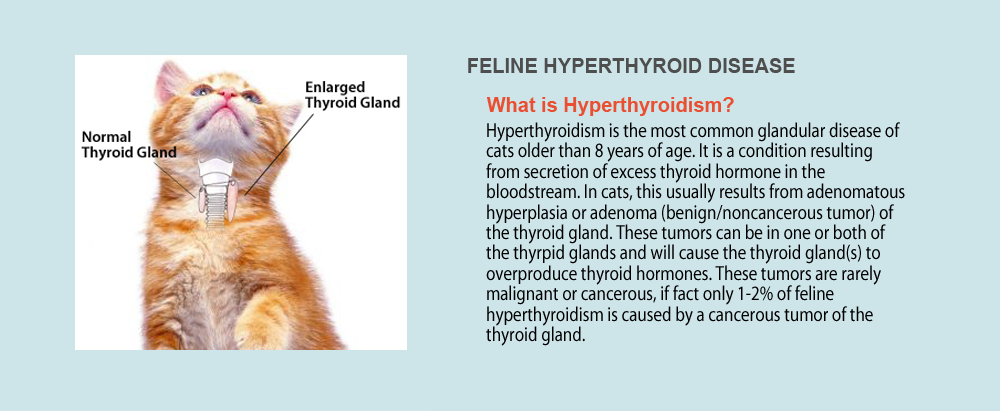 Cats Radio Iodine / Hyperthyroidism